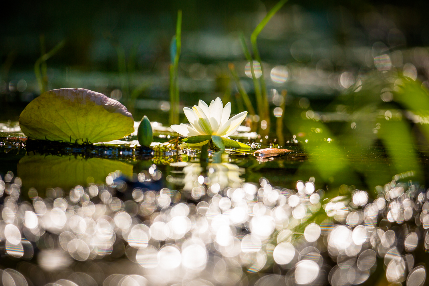 Water-Lilys Mission