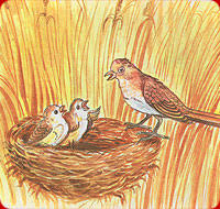 The Lark In The Corn-Field