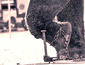 The Chained Elephant 