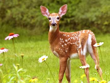 Danger of Addiction – Deer