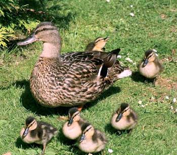 Fox and Mother Duck