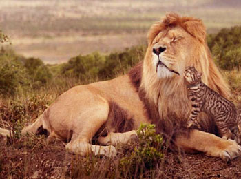 Lion Offer to Cat – Bitter Truth of Today’s World