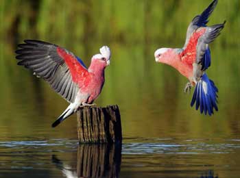 Two Beautiful Parrots